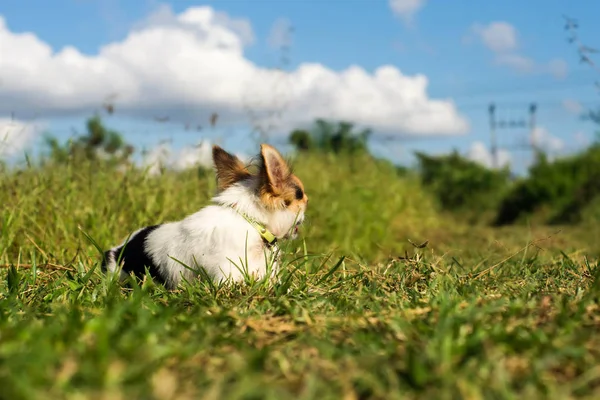 Chihuahua en blauwe hemel — Stockfoto