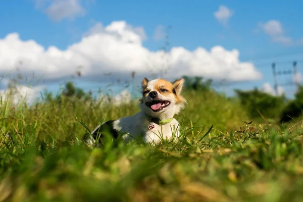 Chihuahua en blauwe hemel — Stockfoto