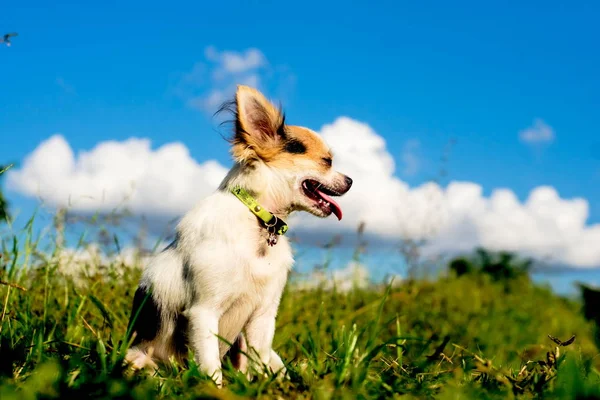 Chihuahua en blauwe hemel — Stockfoto