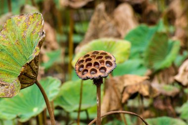 Kuru lotus yaprağı