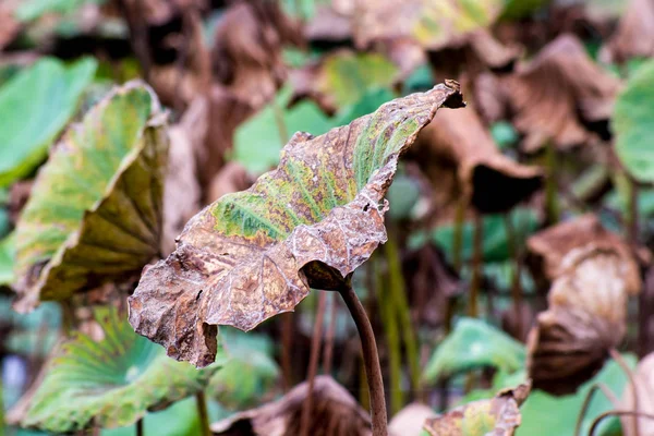 Kuru lotus yaprağı