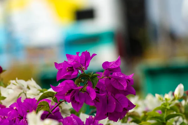 Begonviller çiçektir — Stok fotoğraf