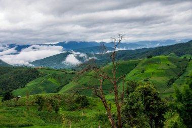Yeşil pirinç terasları