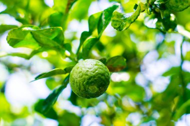 Bergamot ağacında