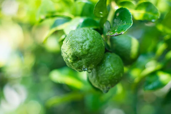 Bergamot ağacında