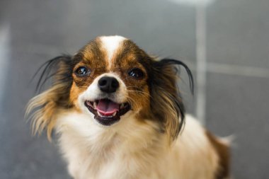 yüzünü kapalı chihuahua