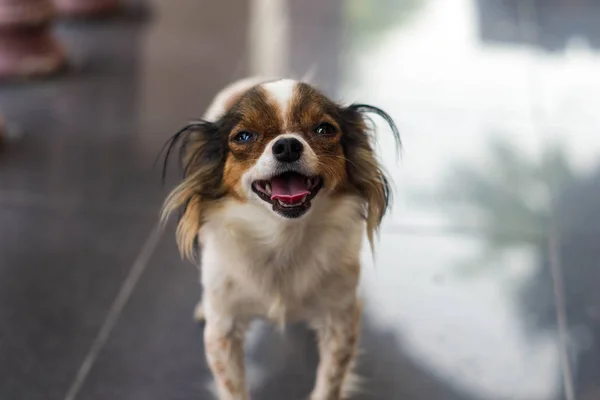 Chihuahua osamělá hledá — Stock fotografie