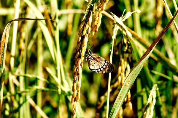 Vlinders en rijst — Stockfoto