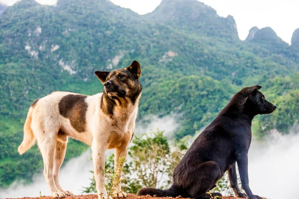 Hunde auf dem Hügel — Stockfoto
