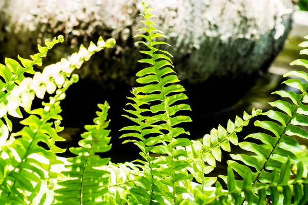 Растение листьев папоротника — стоковое фото