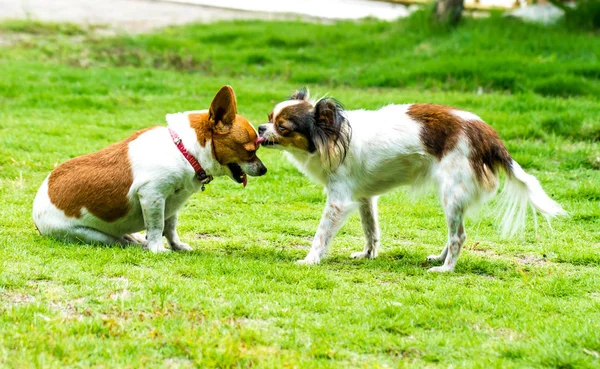 Chihuahua spielen — Stockfoto