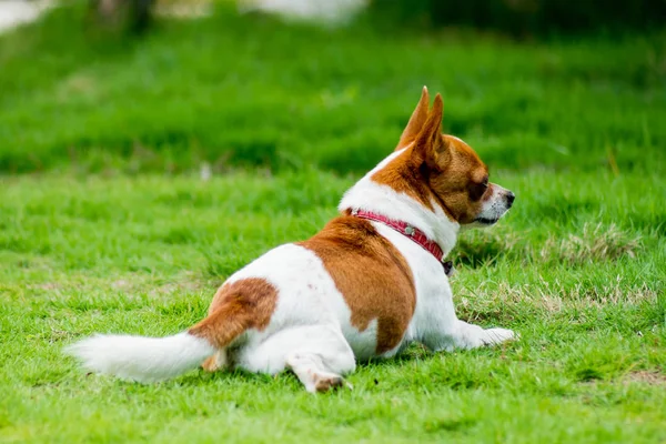 Chihuahua liggen op gras — Stockfoto