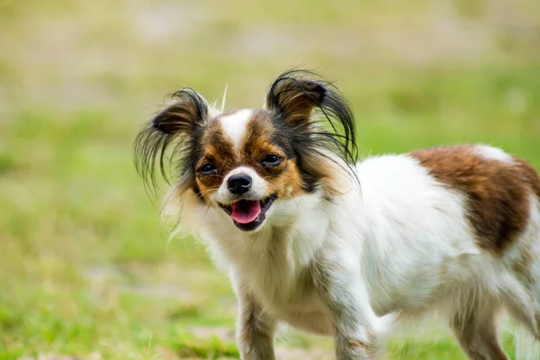 Chihuahua z bliska — Zdjęcie stockowe