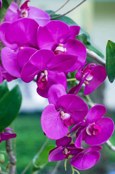 Orquídea púrpura, flor —  Fotos de Stock