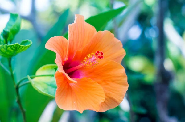 Hibisco naranja, cerrado —  Fotos de Stock