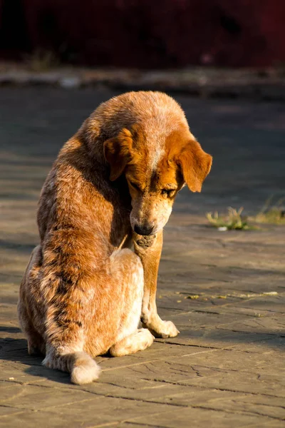 Hasta kahverengi köpek — Stok fotoğraf