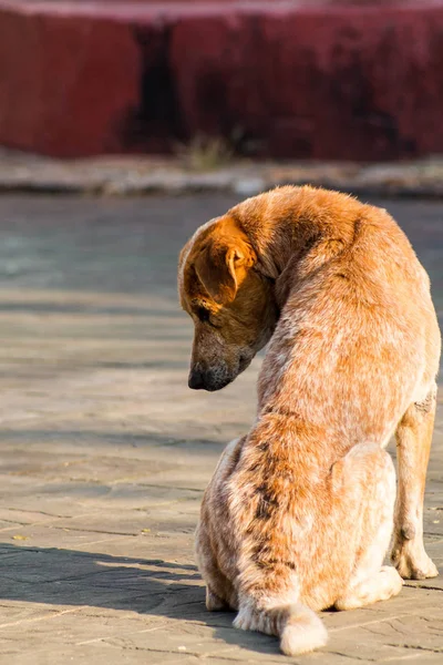 Hasta kahverengi köpek — Stok fotoğraf