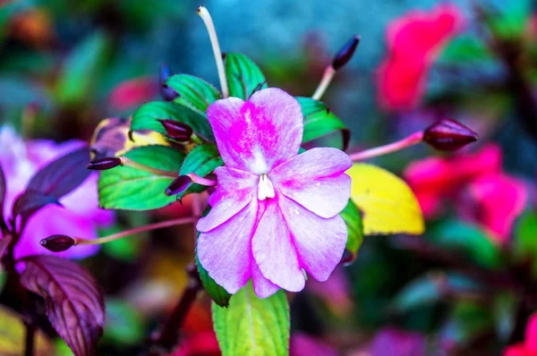 Fondo de flor púrpura —  Fotos de Stock