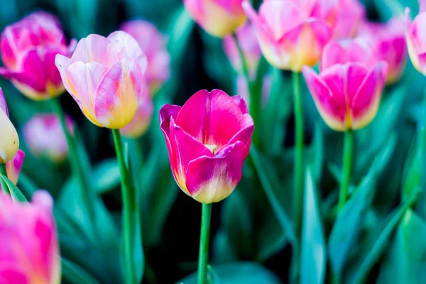 Chiuso Tulipani variopinti — Foto Stock