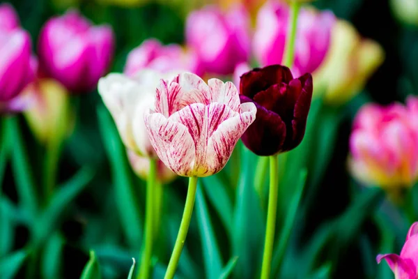 Chiuso Tulipani variopinti — Foto Stock