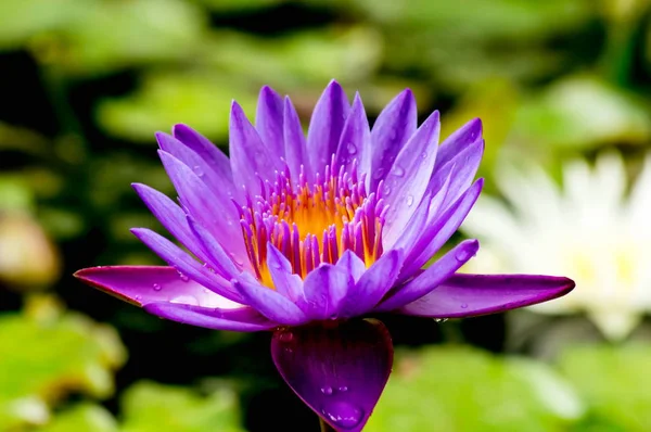 Pueple lotus — Stockfoto