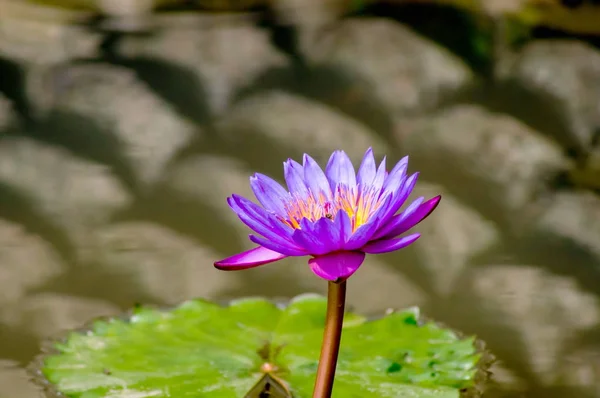 Pueple lotus, closedup — Stockfoto