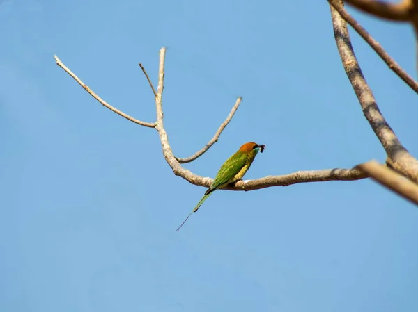 O pássaro verde no galho — Fotografia de Stock