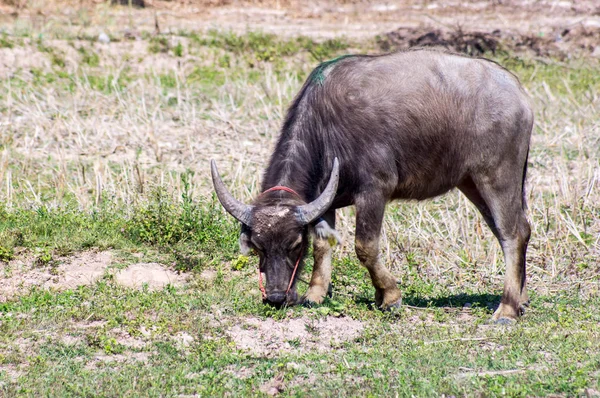 Thai buffalo — Stock Photo, Image