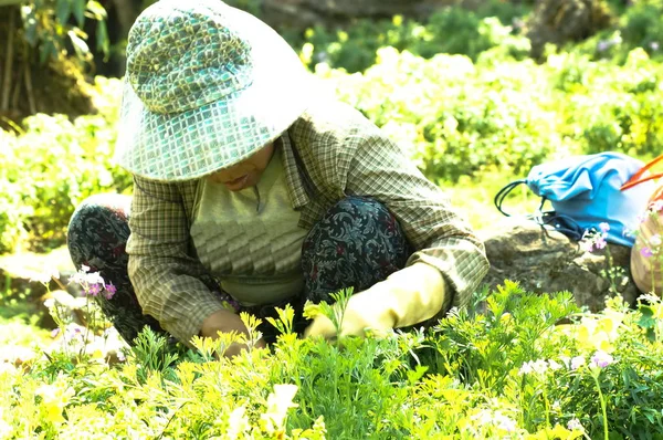 Arbeiten im Garten — Stockfoto