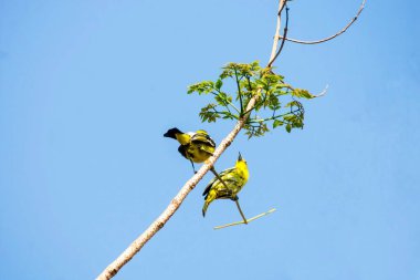 Kanarya dallar üzerinde.