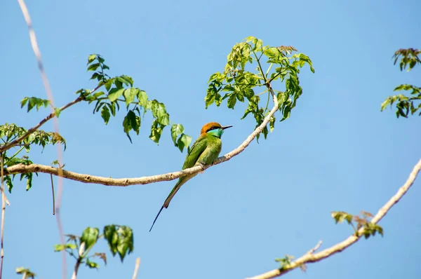 Зеленая птица на ветке — стоковое фото