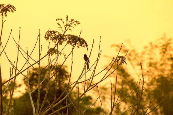 bird silhouette and sunset