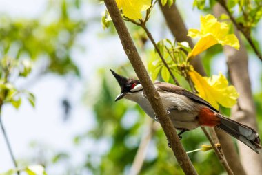 Pycnonotus jocosus dalı
