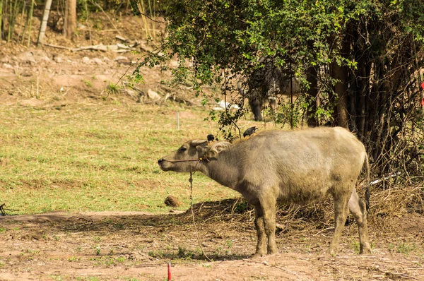 Büffel auf dem Land — Stockfoto