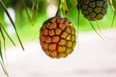  Bir ağaca tutunan pandanus odoratissimus.