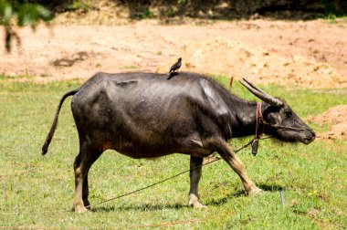 Kuş ve buffalo