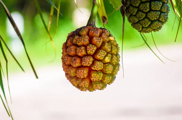  Bir ağaca tutunan pandanus odoratissimus.