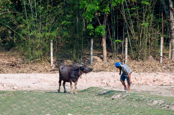 A Black buffalo — Stock Photo, Image