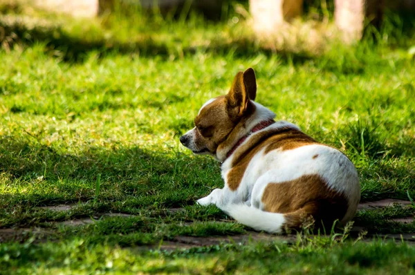 Chihuahua brun et blanc — Photo