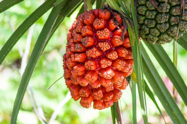 Pandanus tectorius hängt an einem Baum. lizenzfreie Stockfotos