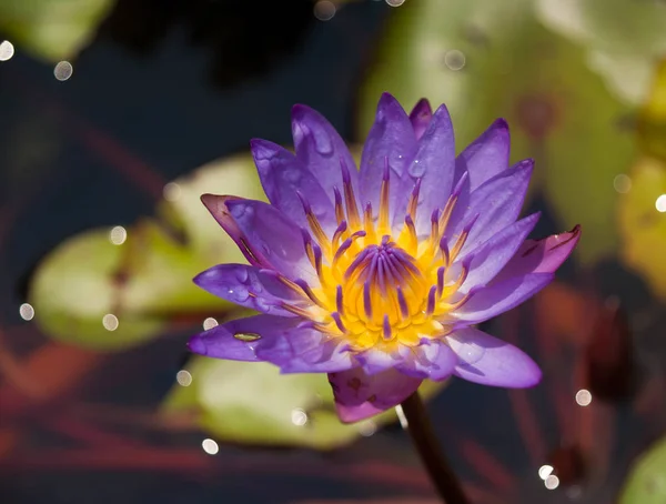 Lotus — Stockfoto