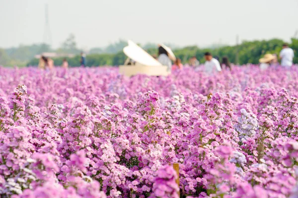 Rozmazané květinová zahrada — Stock fotografie