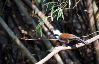 Beyaz ibikli laughingthrush 