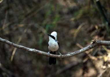 Beyaz ibikli laughingthrush 