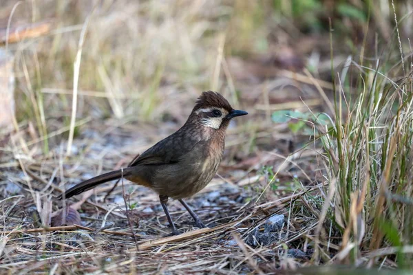 White-browed Laughingthrush — Stock Photo, Image