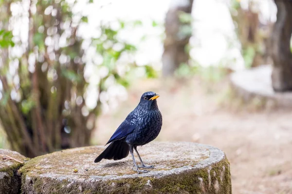 Tordo Assobiando Azul Pássaro Azul Escuro Repousar Sobre Log Natureza — Fotografia de Stock