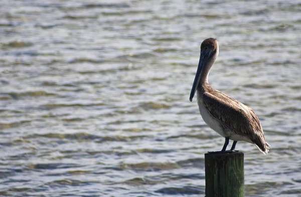 Pelikan Auf Einem Posten Den Florida Tasten — Stockfoto