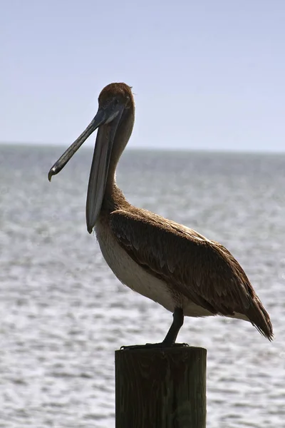 Pelícano Puesto Los Cayos Florida — Foto de Stock