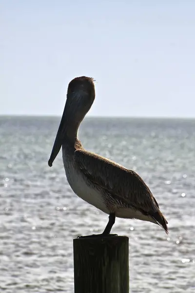 Pelícano Puesto Los Cayos Florida — Foto de Stock