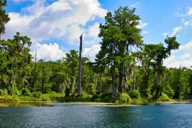 Wakulla Springs State Park Florida bir nehir aşağı sürüklenen